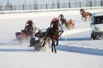 На ипподроме был разыгран приз «Крещенские морозы» для лошадей старшего возраста рысистых пород в русской упряжи