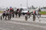 На ипподроме "Акбузат" состоялись испытания лошадей рысистых пород